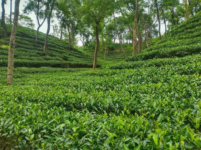 Sylhet Tea Garden Tour